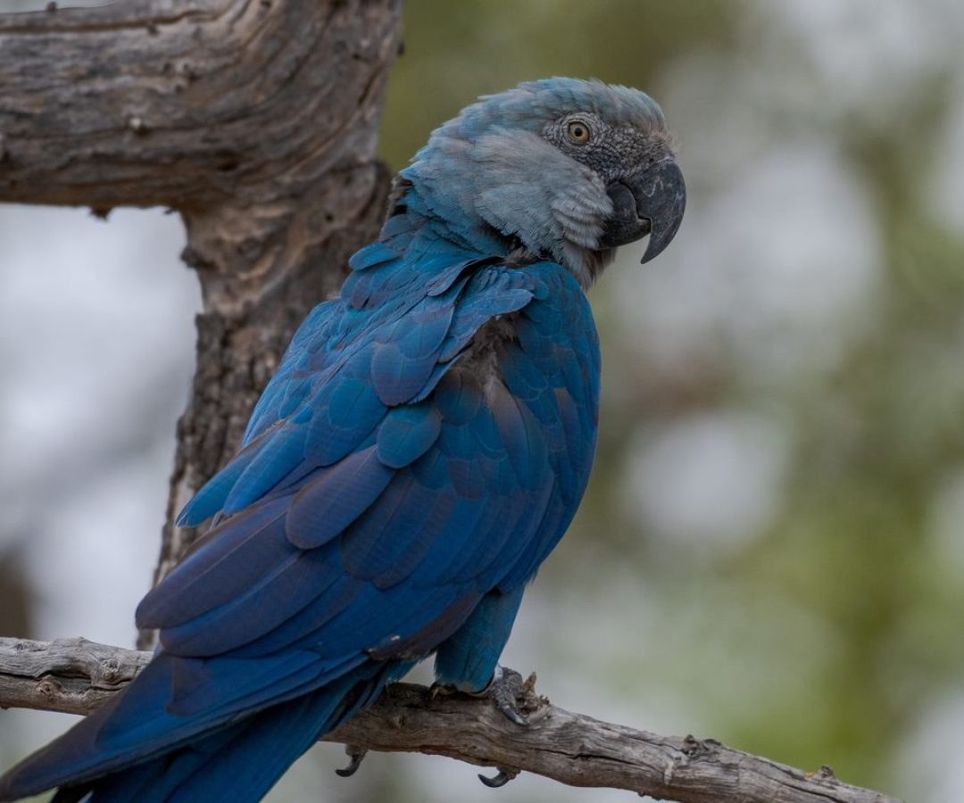 ICMBio informa que 11 ararinhas-azuis foram detectadas com circovírus