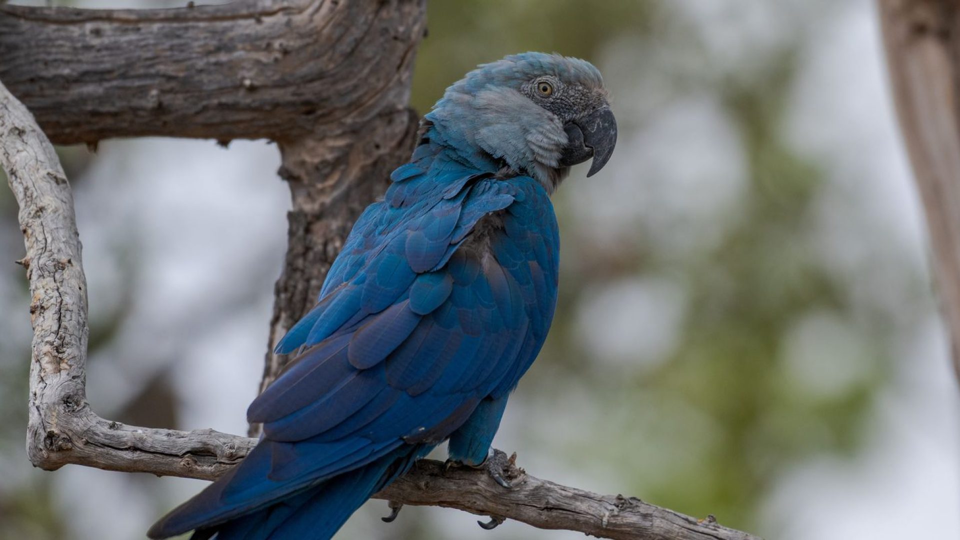 ICMBio informa que 11 ararinhas-azuis foram detectadas com circovírus