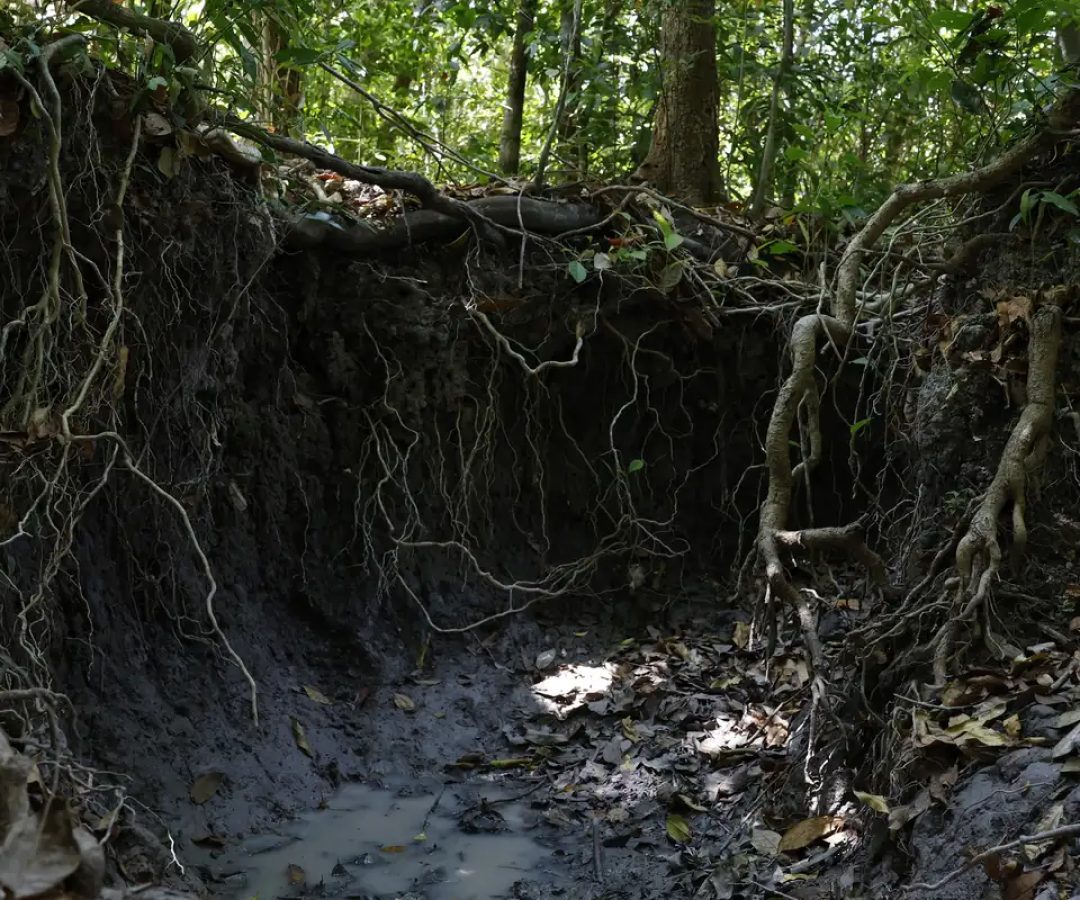 Brasil tem mais de 37 bilhões de toneladas de carbono orgânico no solo