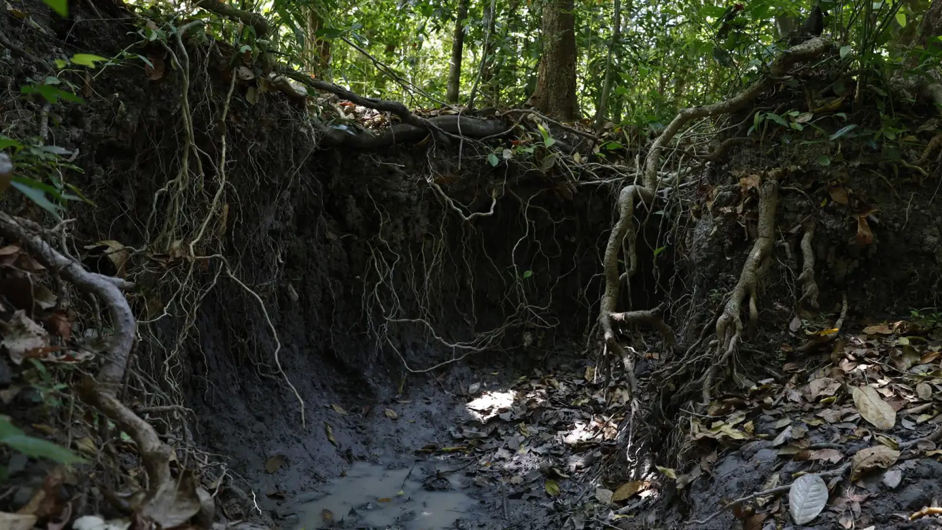 Brasil tem mais de 37 bilhões de toneladas de carbono orgânico no solo
